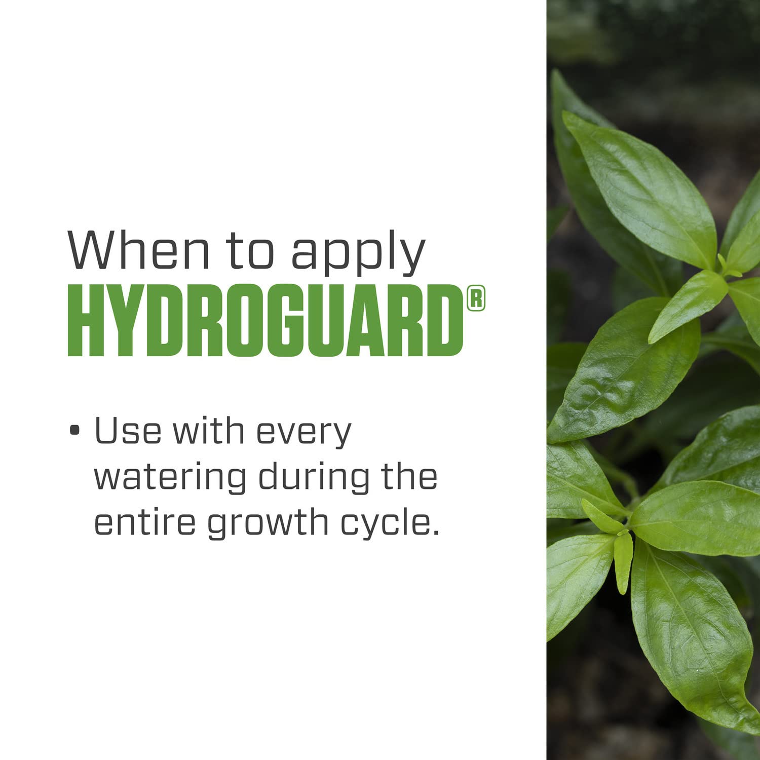 Botanicare Hydroguard dosificador midiendo dosis, asegura aplicación precisa