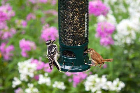 Brome Squirrel Buster Legacy con semillas mirando capacidad de 2.6 lb y uso recomendado