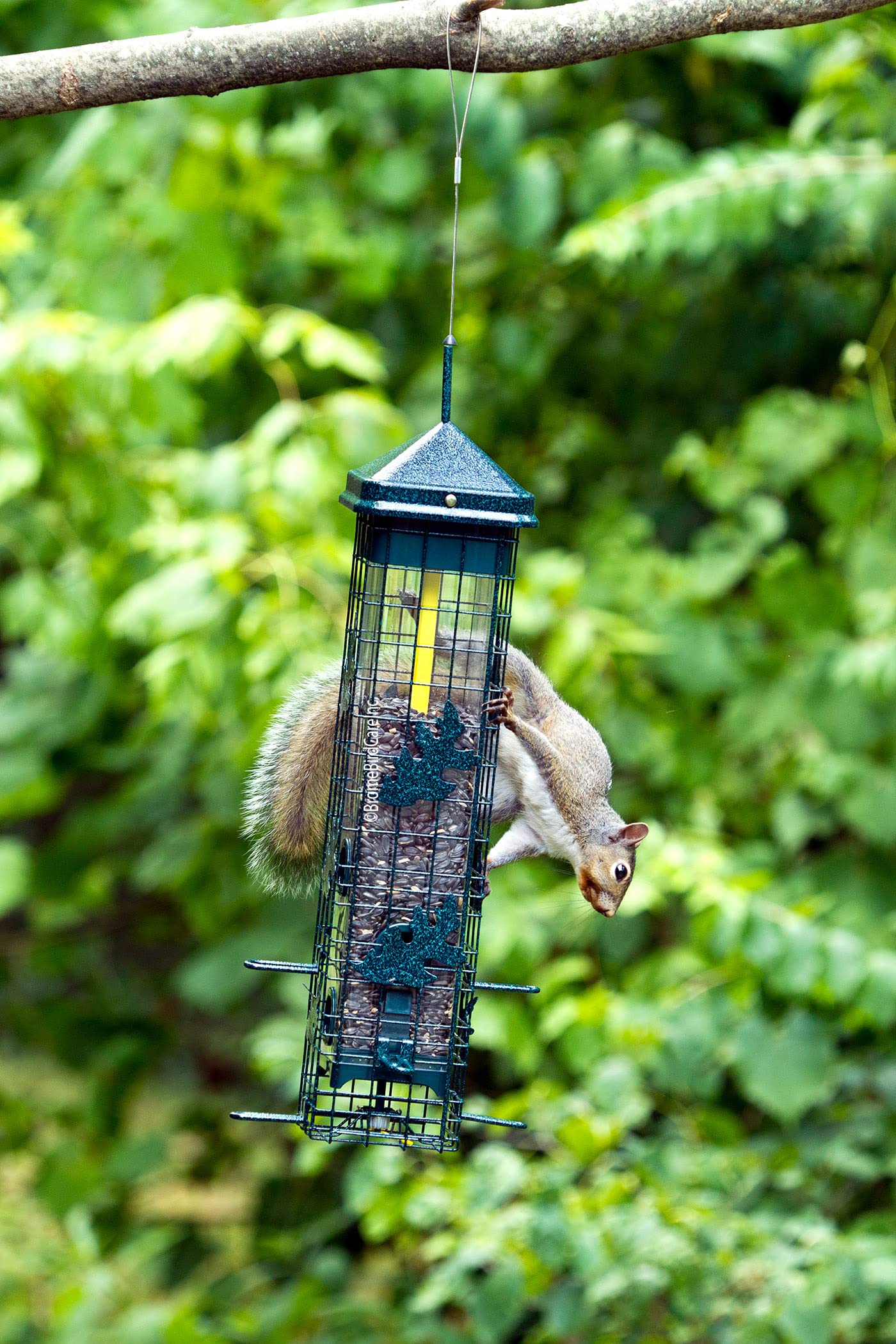 Brome Squirrel Solution200 embudo gratuito colocado durante rellenado sin derrames, fácil uso