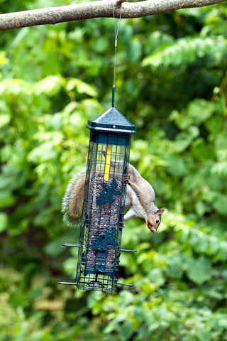 Brome Squirrel Solution200 embudo gratuito colocado durante rellenado sin derrames, fácil uso