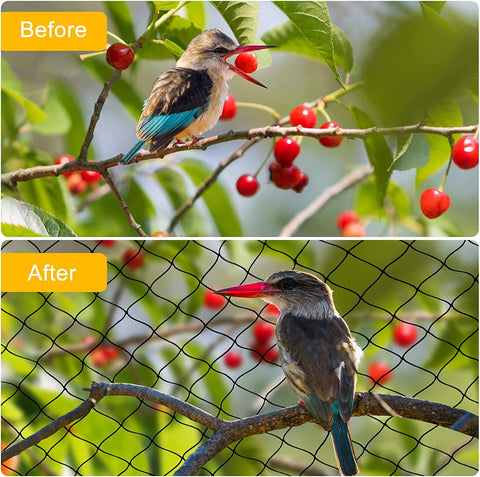 BSTPCOO cobertura sobre árbol frutal evitando aves y daños