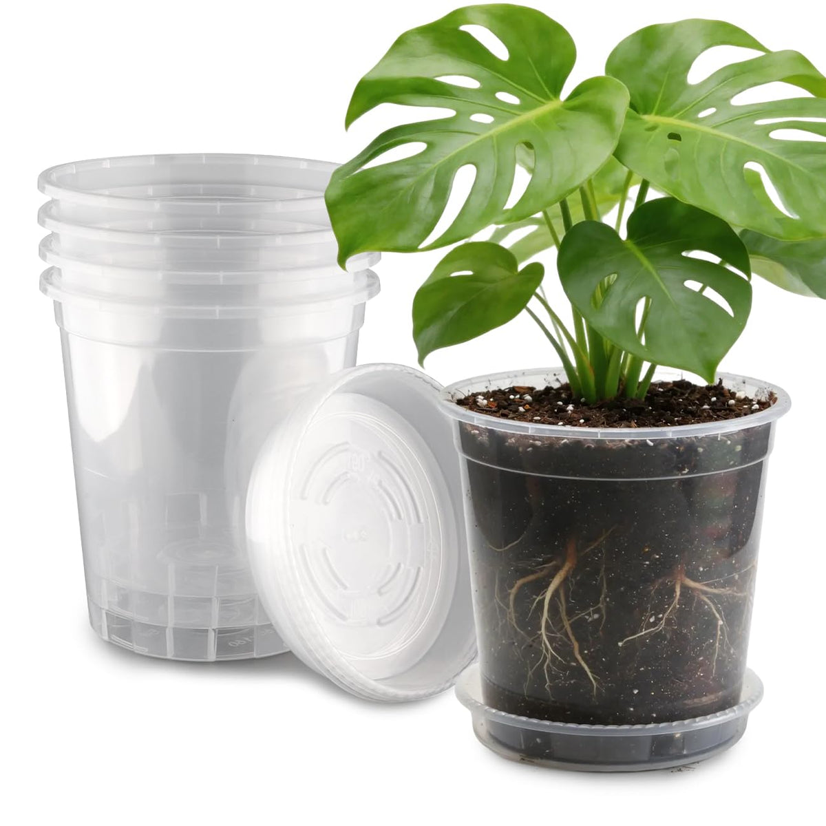 BTPLASTIK maceta frontal transparente mostrando nivel de sustrato y raíces, facilita control