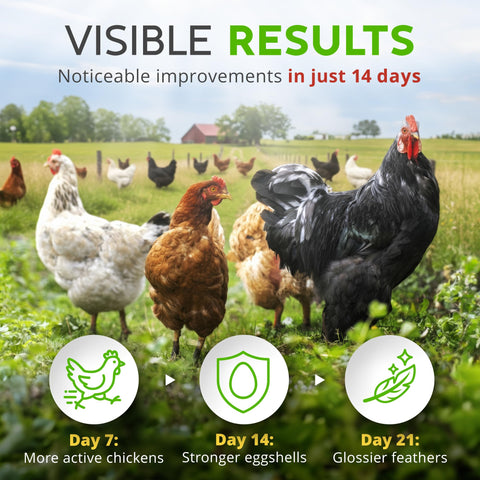 Buff Clucks comparación de tamaño del envase para estimar duración