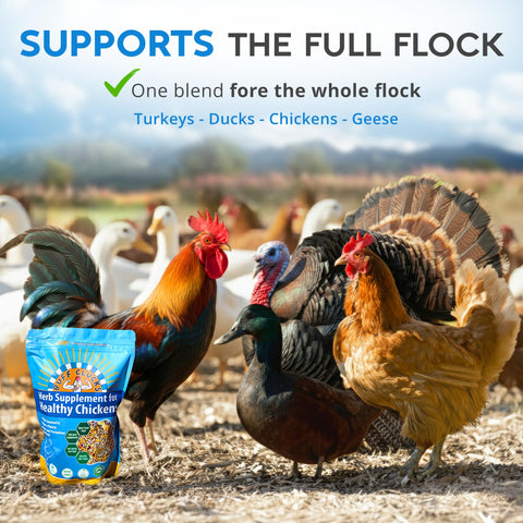 Buff Clucks aplicado en gallinero mejorando ambiente y limpieza