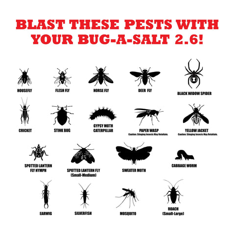 BUG-A-SALT lado a lado con regla para comparar tamaño práctico