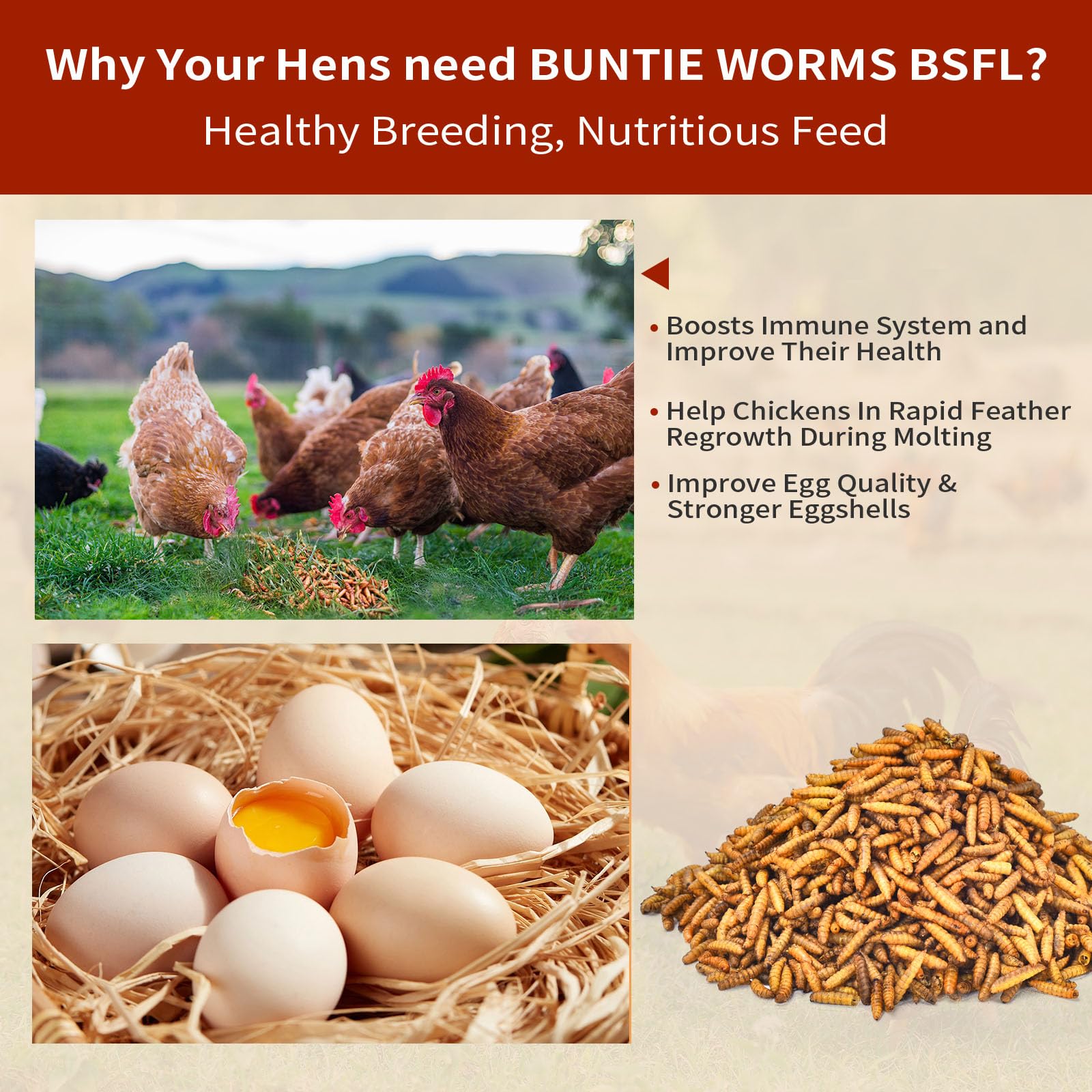 BUNTIE WORMS larvas servidas en plato, aceptadas por gallinas