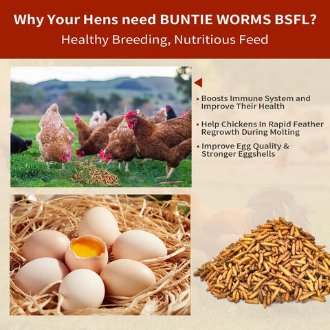 BUNTIE WORMS larvas servidas en plato, aceptadas por gallinas