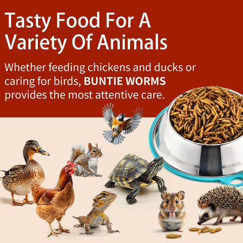 BUNTIE WORMS larvas para reptiles, suplemento natural y seguro