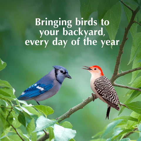 C&S pasta sobre plataforma mostrando alimentación clara y ordenada