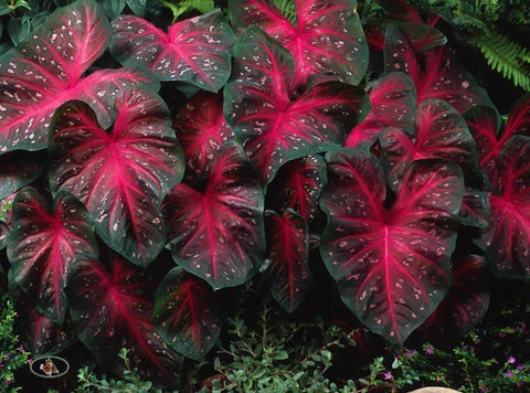 Caladium Red Flash en parterre sombreado aportando color resistente al calor
