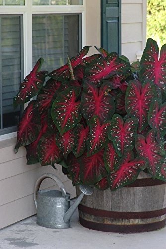 Caladium Red Flash bulbo y hoja junto a mano para comparar tamaño y facilitar plantación
