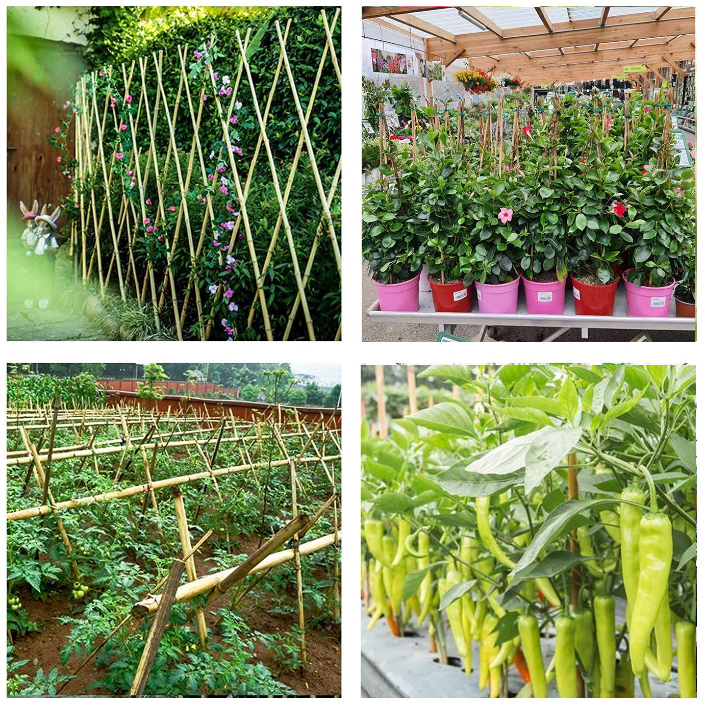 Cambaverd empaque 25 unidades listo para jardinería ecológica y ahorro