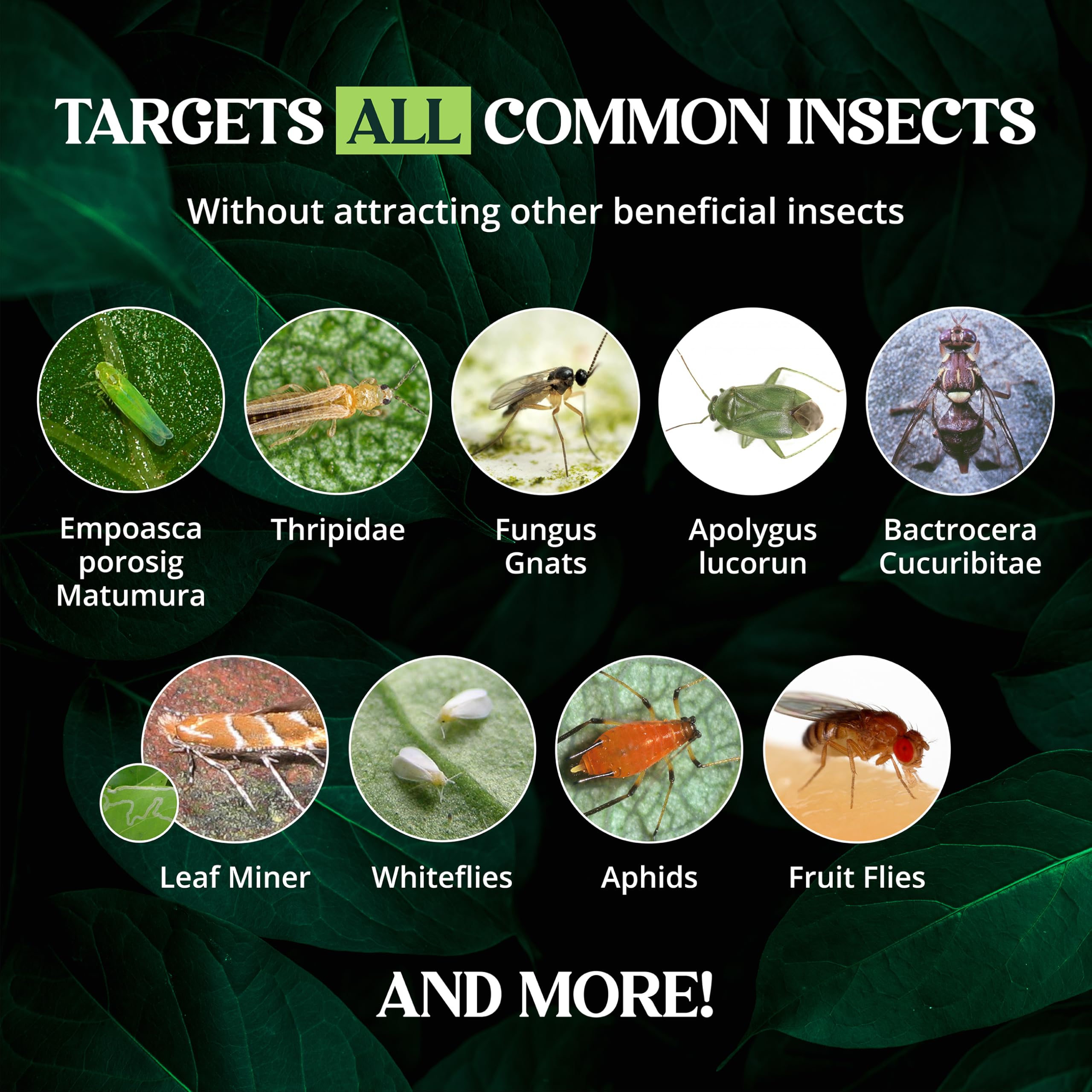 Catchmaster etiqueta con instrucciones y características, uso seguro