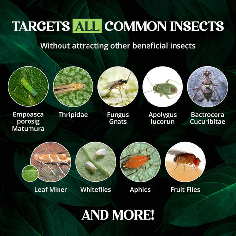 Catchmaster etiqueta con instrucciones y características, uso seguro