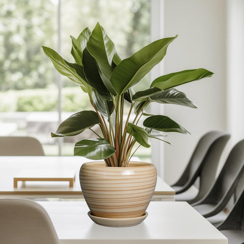 Ceramicfor ambiente en patio, añade color y resistencia decorativa