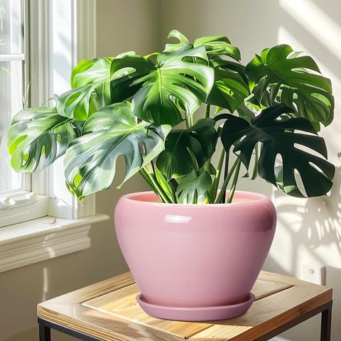 Ceramicfor comparación de tamaño para elegir planta adecuada fácilmente