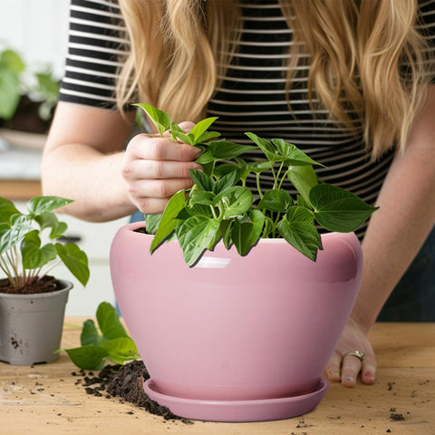 Ceramicfor comparación de tamaño con manos para elegir la planta adecuada