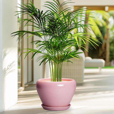 Ceramicfor maceta en uso con suculenta decorando mesa y ahorrando espacio