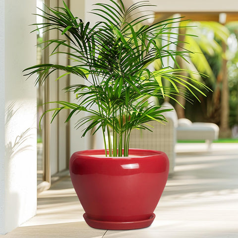 Maceta Ceramicfor con monstera en interior para decoración elegante