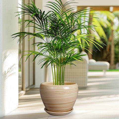 Ceramicfor maceta con sansevieria demostrando buen soporte de plantas