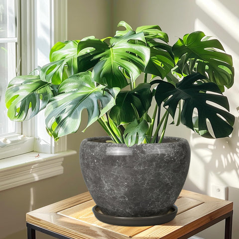 Ceramicfor maceta con planta instalada mostrando soporte saludable