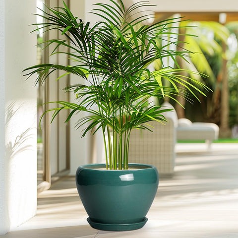 Ceramicfor maceta con planta en salón mejorando la decoración interior