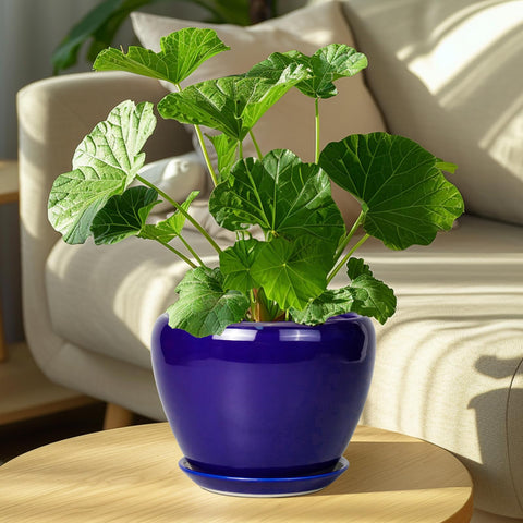 Ceramicfor maceta en uso con planta que mejora la decoración interior