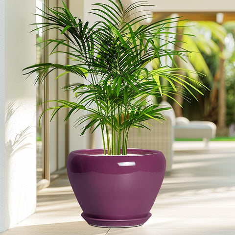Ceramicfor maceta con suculenta en interior aporta estilo y orden