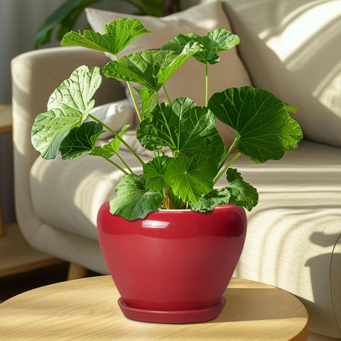 Ceramicfor maceta con suculenta para ejemplo de planta adecuada