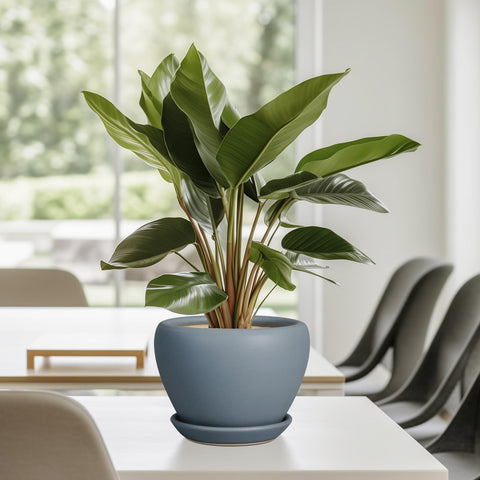 Ceramicfor maceta en salón aportando estilo y orden al espacio