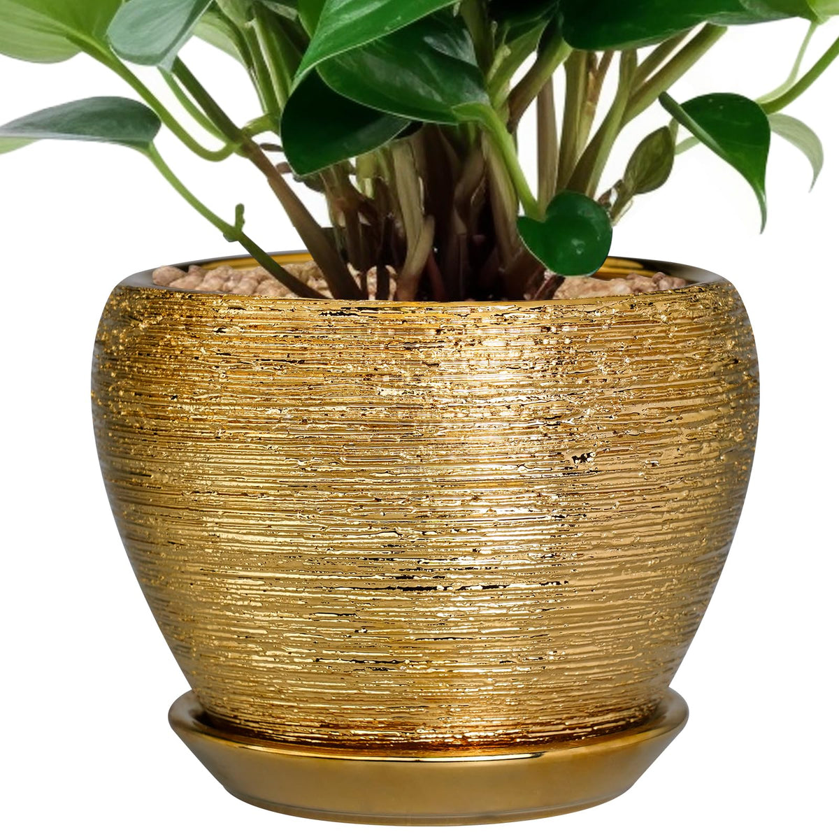 Ceramicfor vista frontal de la maceta dorada, elegante para decoración