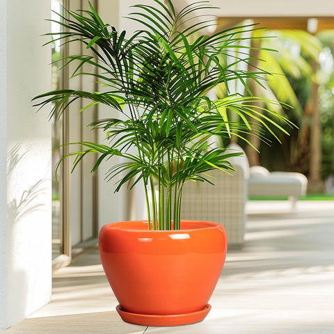 Ceramicfor maceta en uso con planta mostrando estética y funcionalidad decorativa