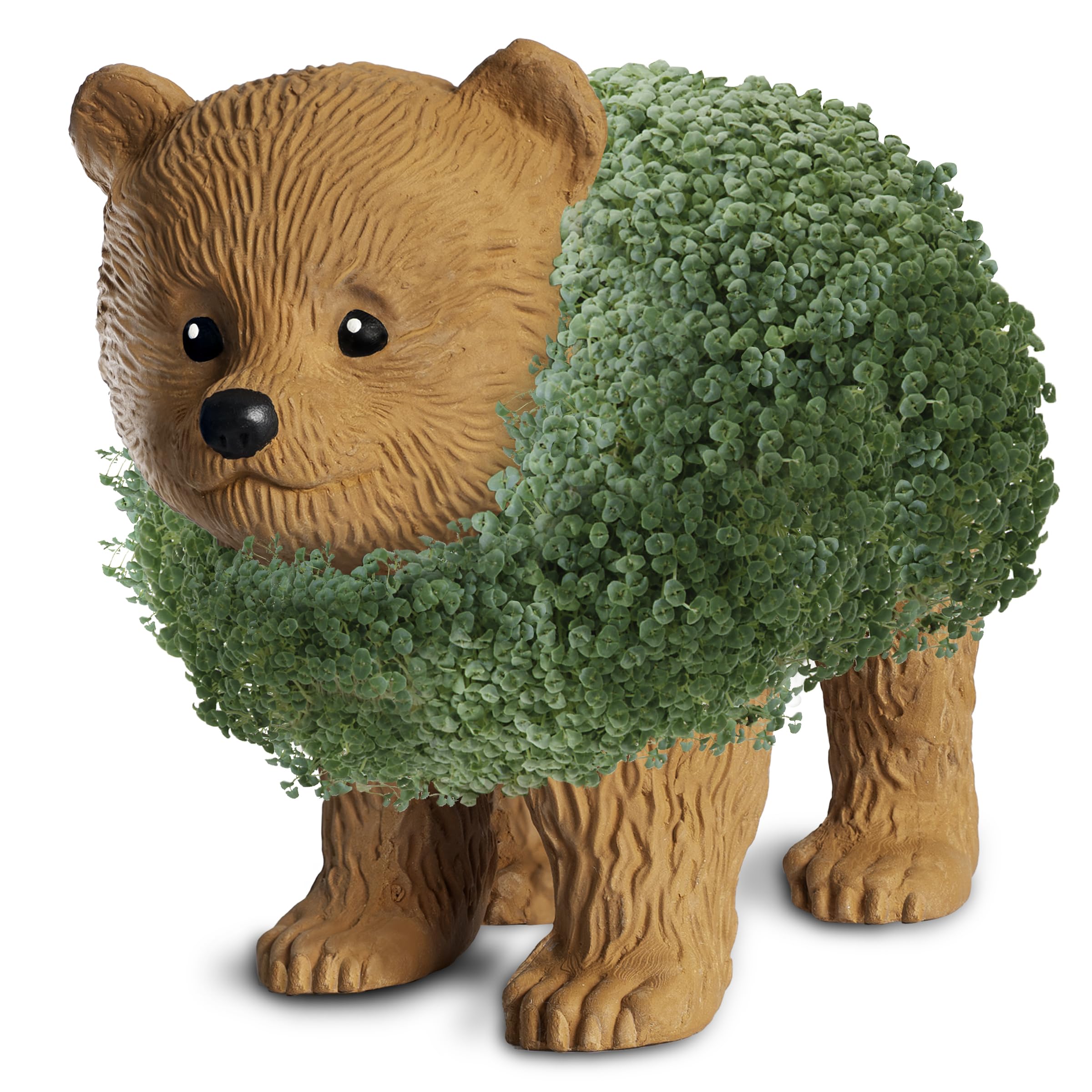Chia Bear Cub en uso sobre escritorio aportando verdor y alegría al espacio