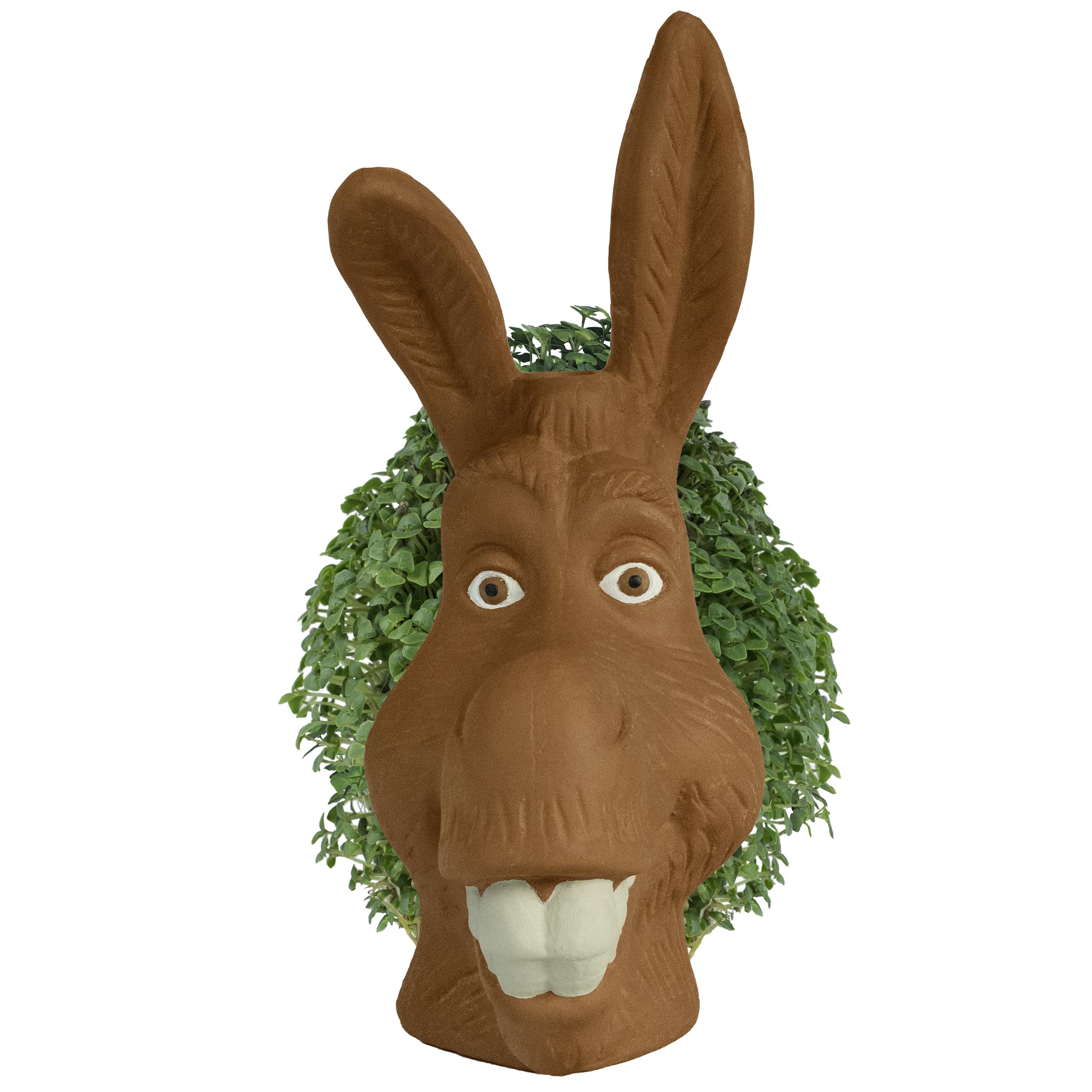 Chia burro en uso con semillas brotando, Chia aporta diversión rápida