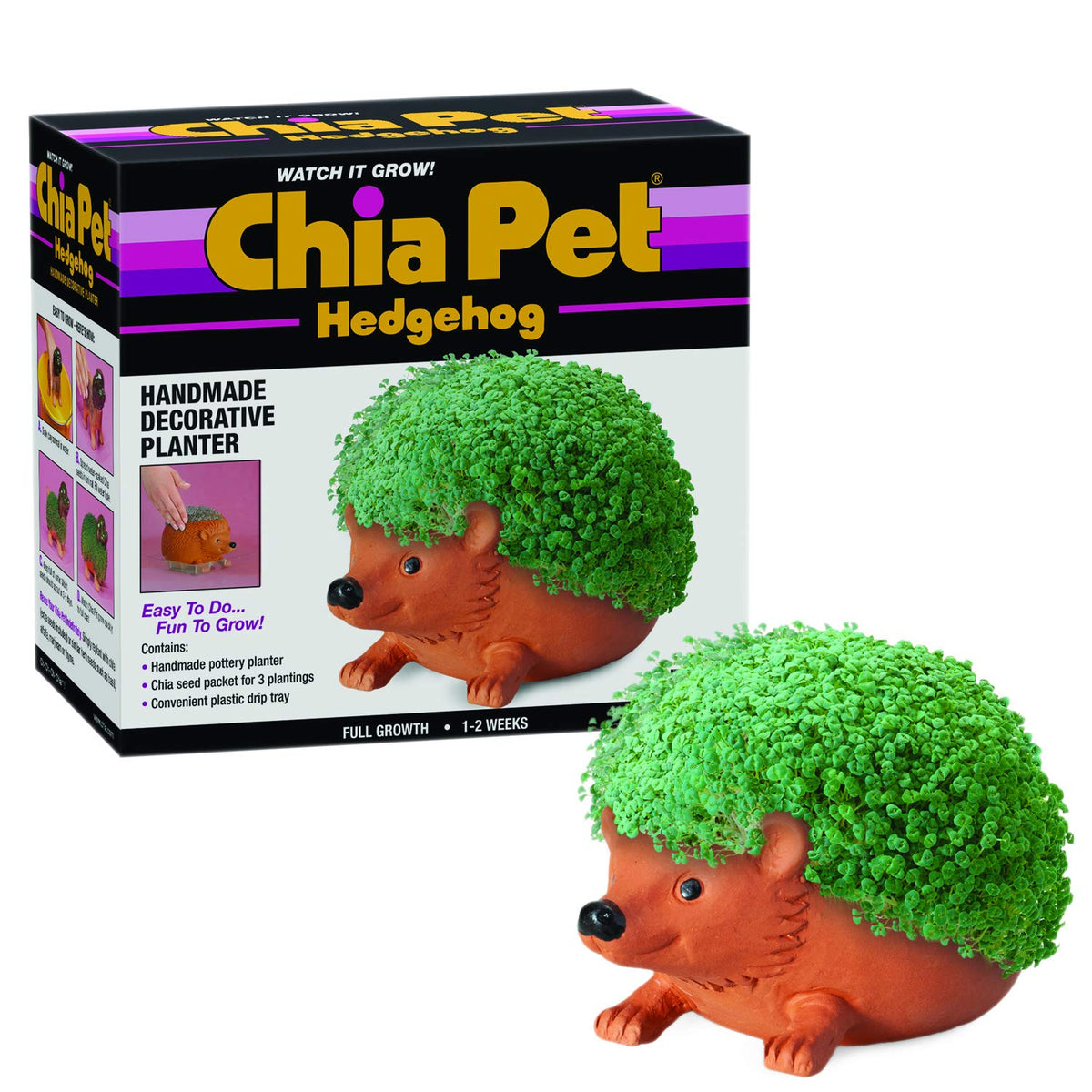 Chia erizo frontal en terracota mostrando forma decorativa y fácil cultivo