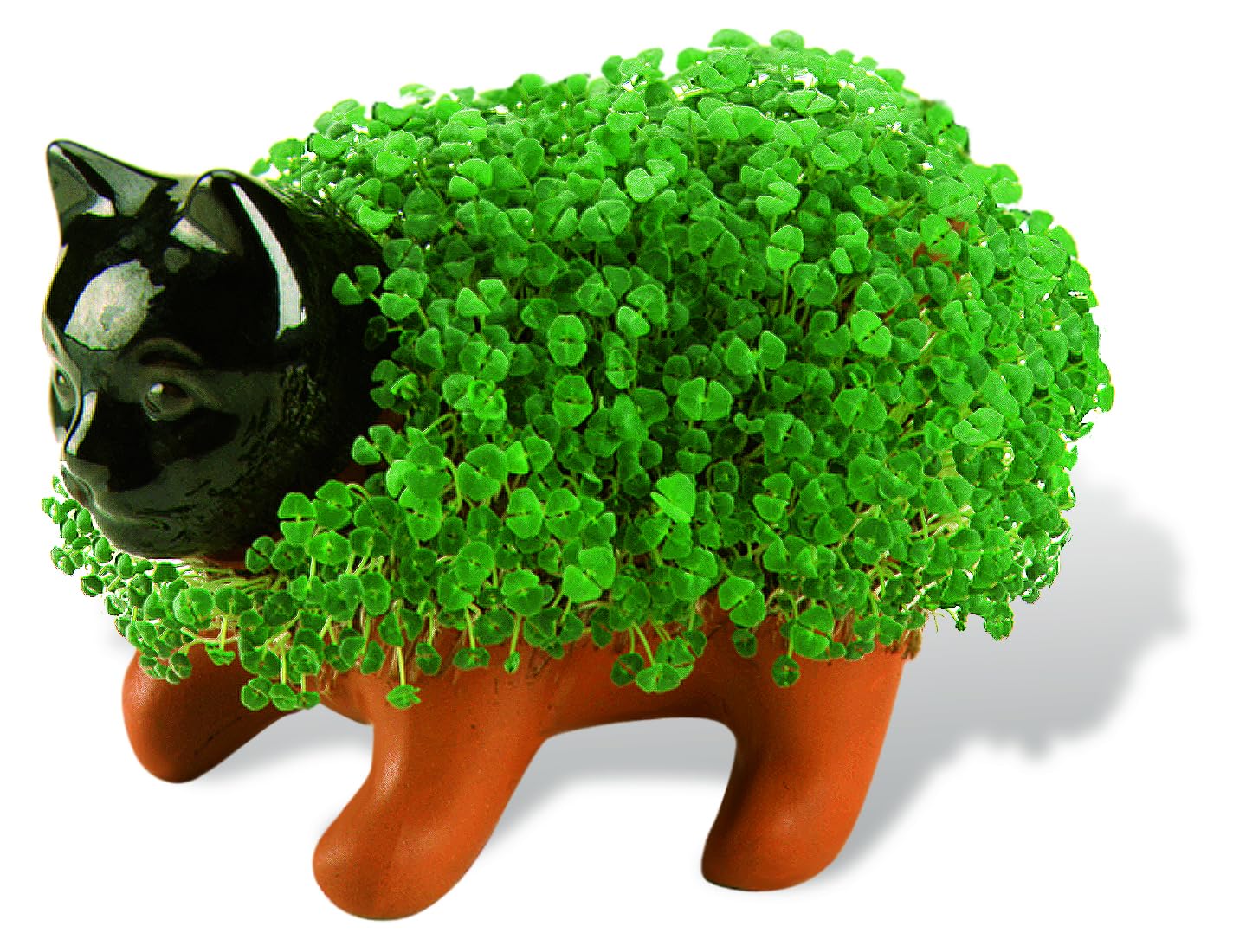 Chia Kitten en crecimiento sobre bandeja mostrando brotes verdes y diversión