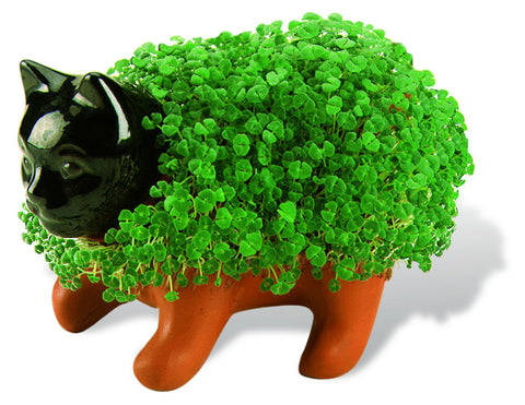 Chia Kitten en crecimiento sobre bandeja mostrando brotes verdes y diversión