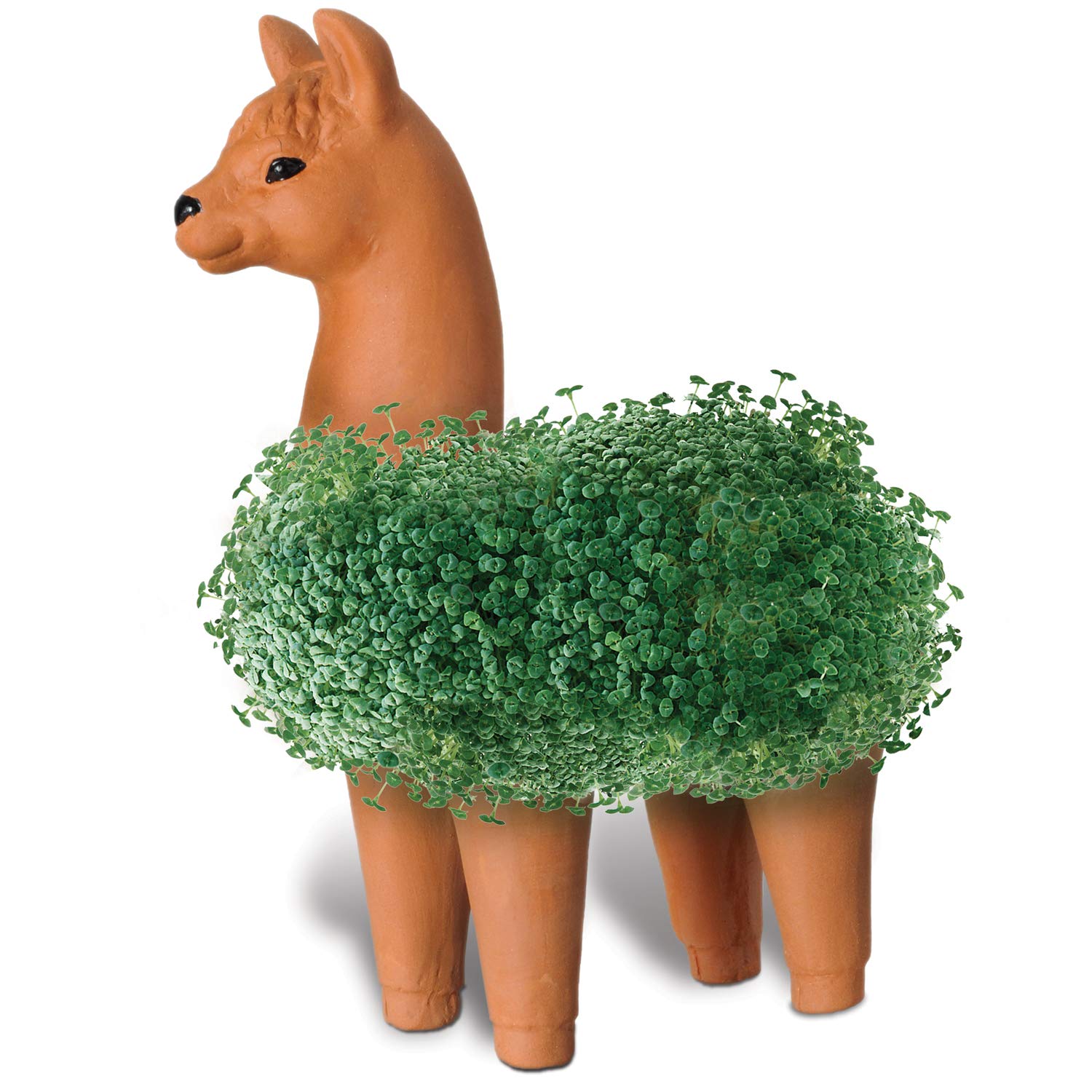 Chia Llama junto a una taza para comparar tamaño y ver escala real