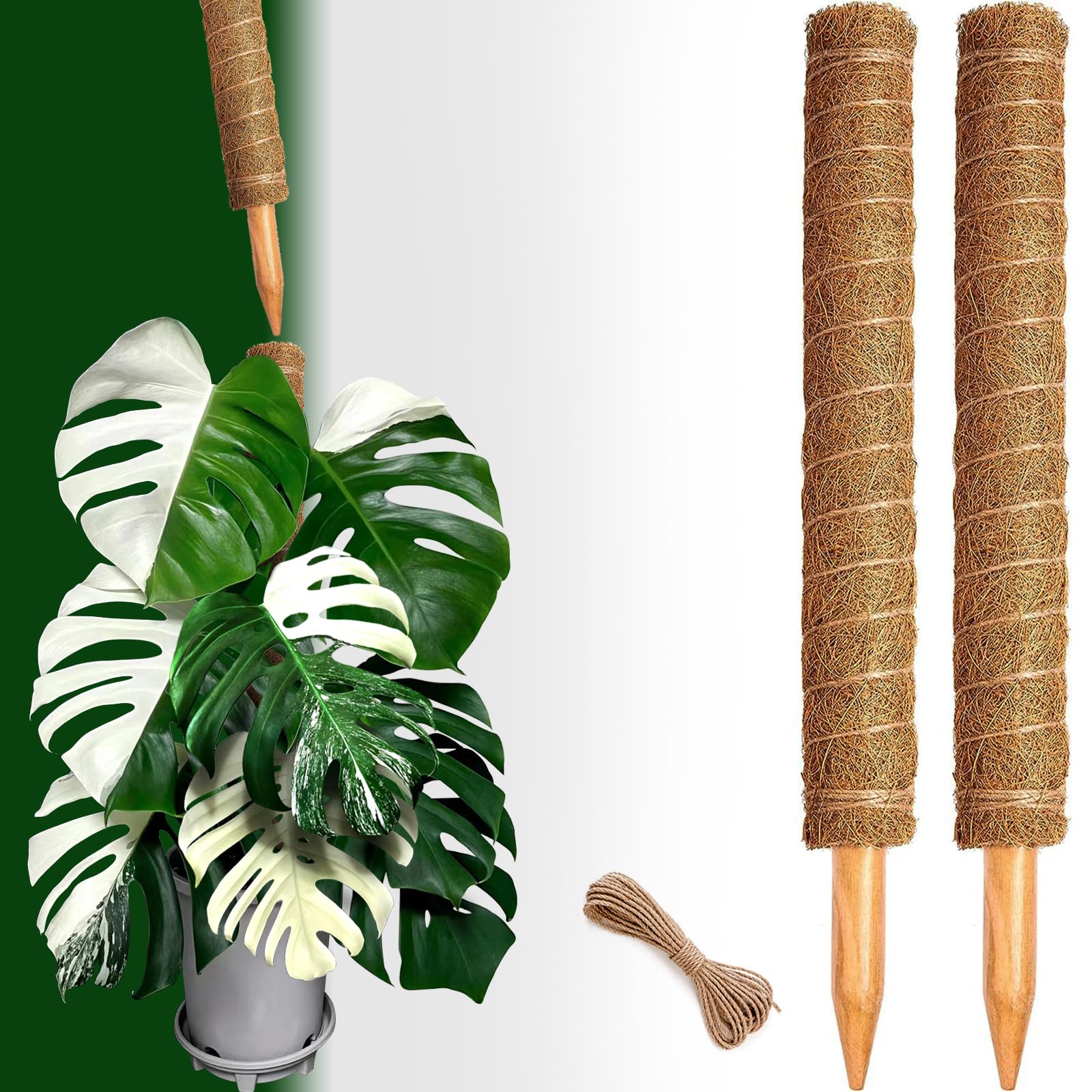 CHIAFFI ambiente interior con plantas, aspecto ordenado y profesional