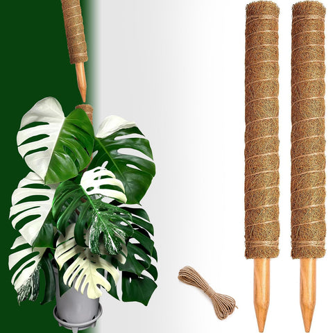 CHIAFFI ambiente interior con plantas, aspecto ordenado y profesional