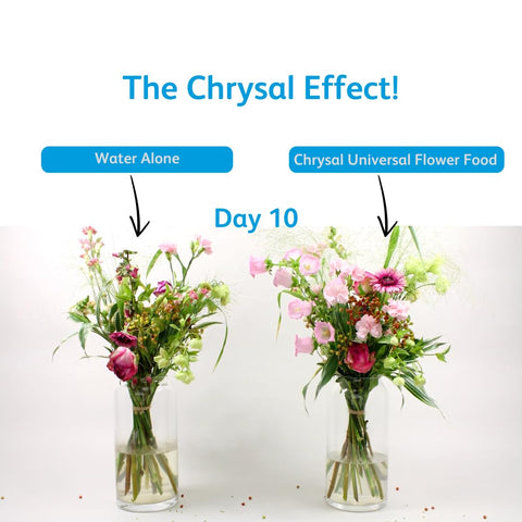 Chrysal multipack 100 uds ideal para florerías y eventos