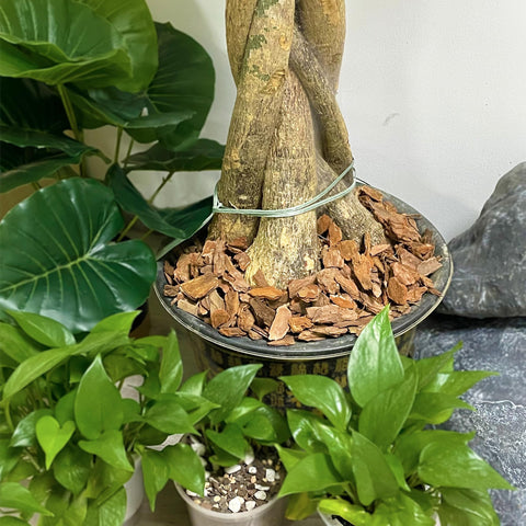 CJGQ corteza usada en maceta con orquídea y raíces saludables