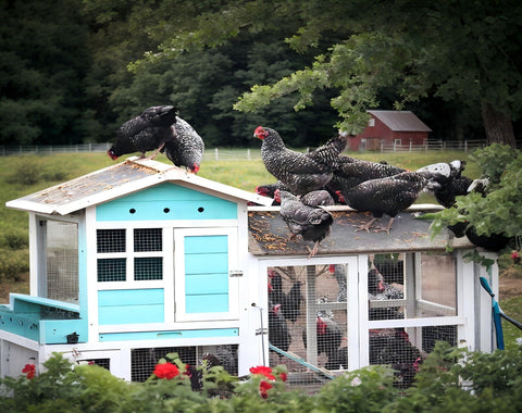 Classic Flock comparación de tamaño con mano para escala y dosificación clara