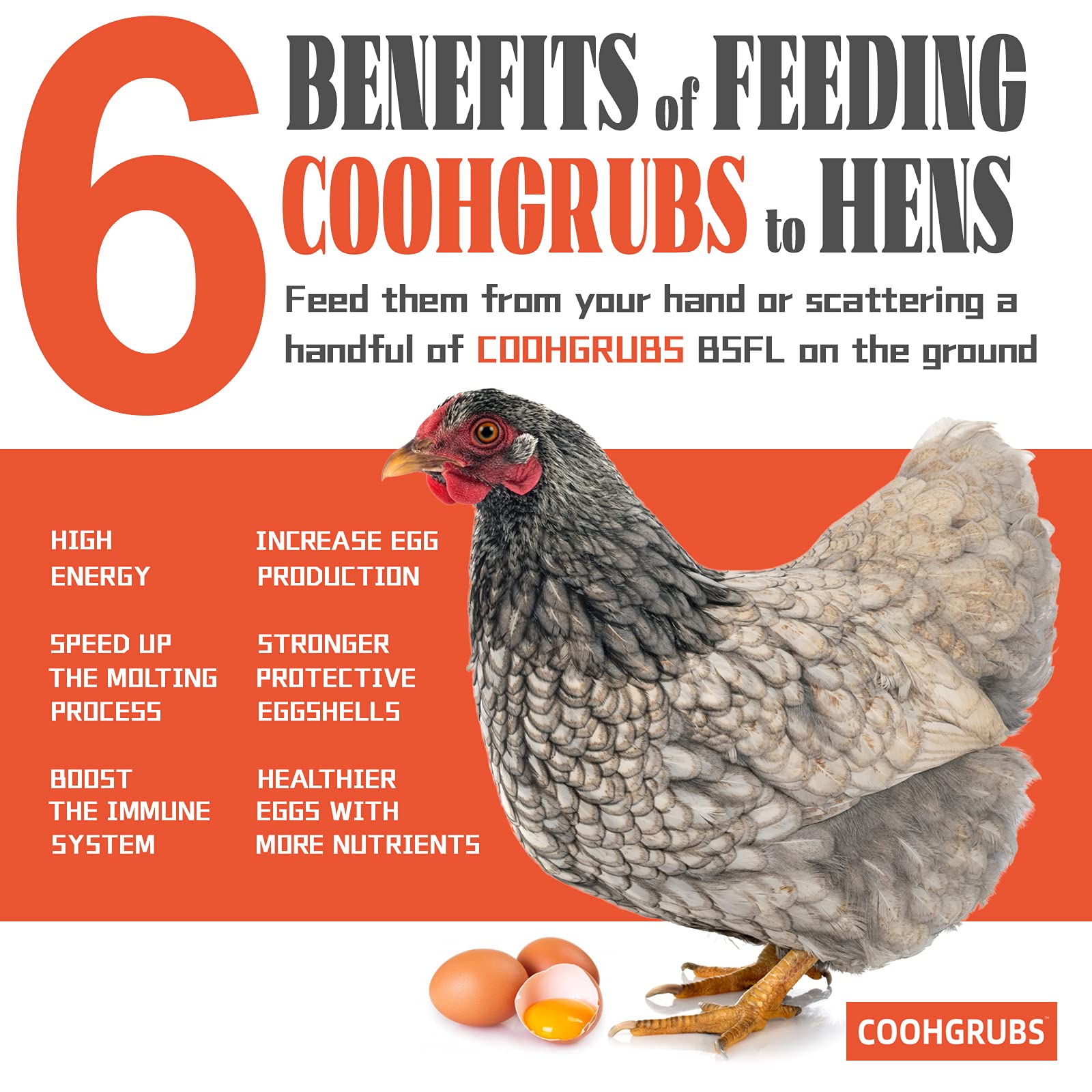 COOHGRUBS aves picoteando larvas en el suelo para enriquecer dieta