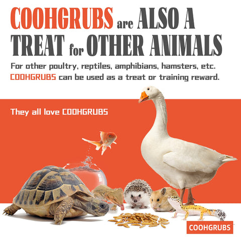 COOHGRUBS aves diversas forrajeando las larvas en el patio, favorece actividad y nutrición