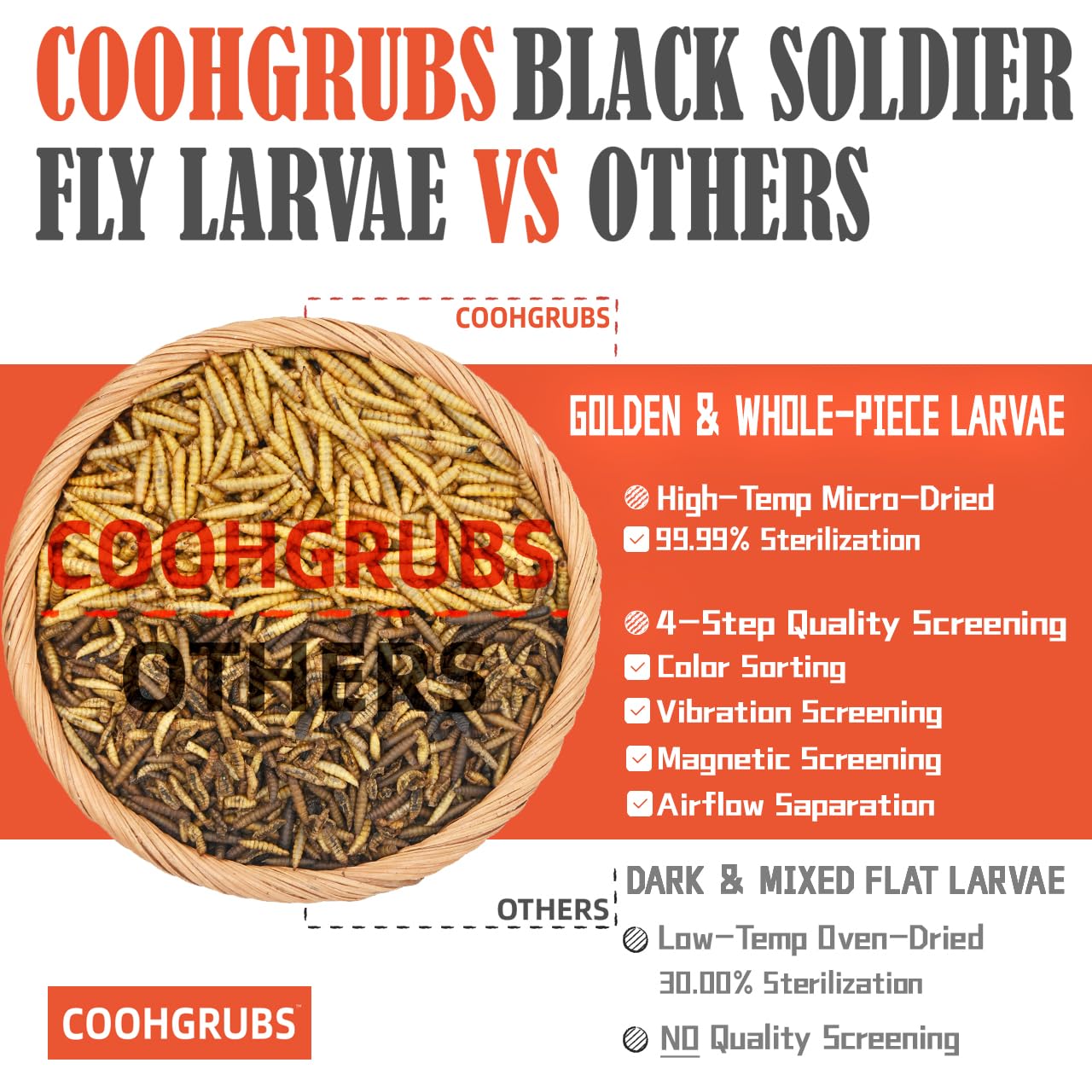 COOHGRUBS larvas esparcidas como premio mientras gallinas picotean, fomenta forrajeo activo