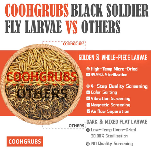 COOHGRUBS larvas secas textura crujiente rica en proteínas