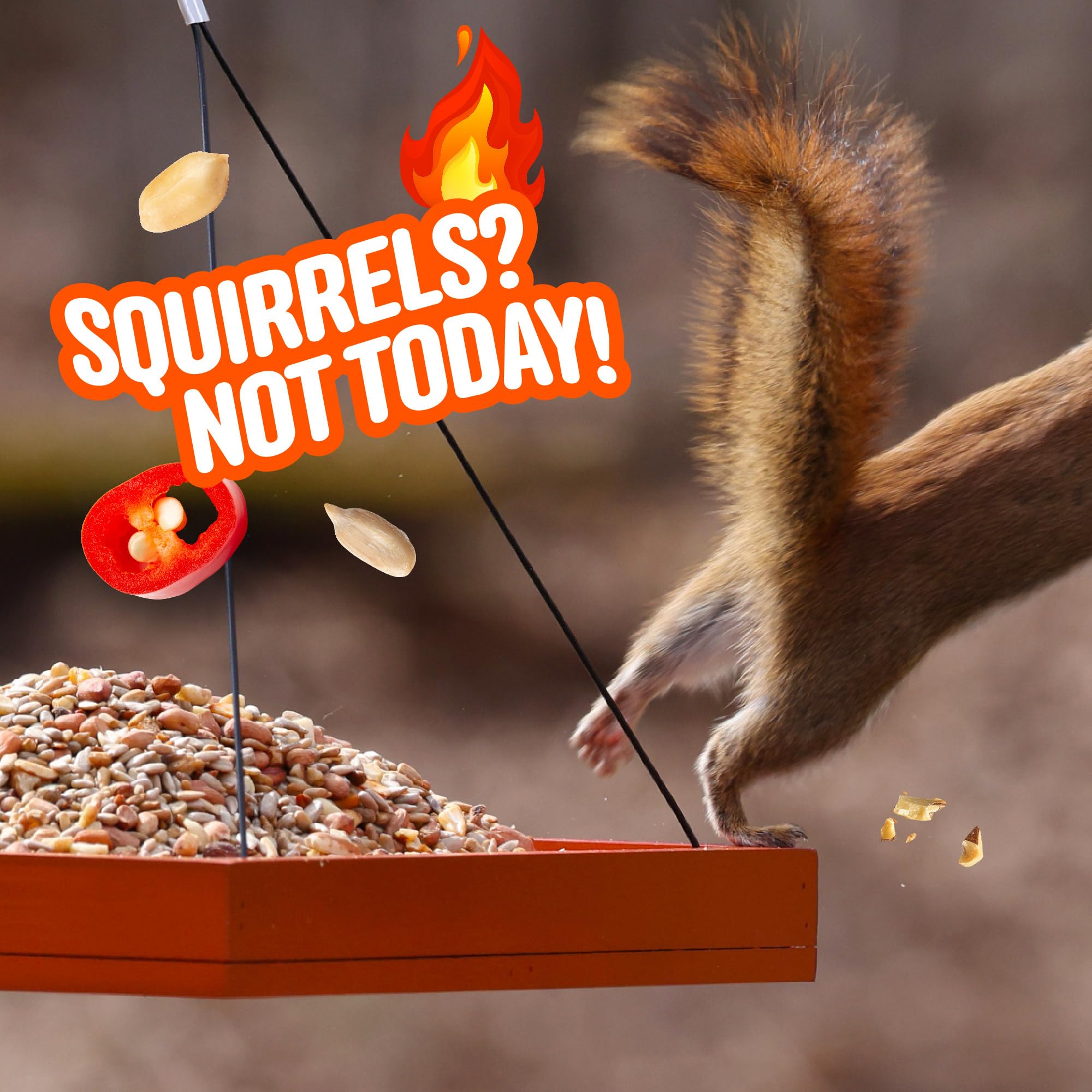 Cool Birds gorrión comiendo la mezcla, alimento energético