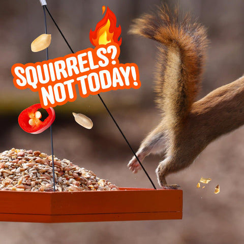 Cool Birds gorrión comiendo la mezcla, alimento energético