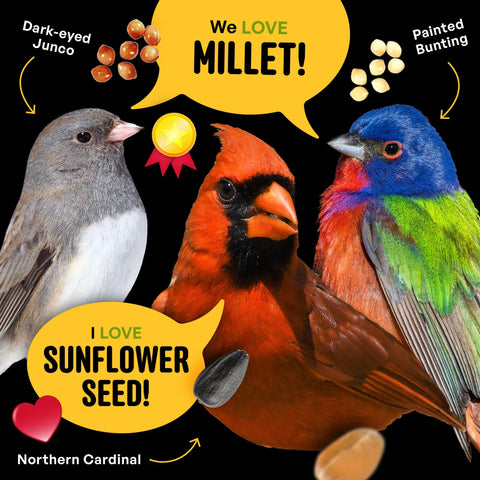 COOL BIRDS comedero en uso con varias especies disfrutando la mezcla